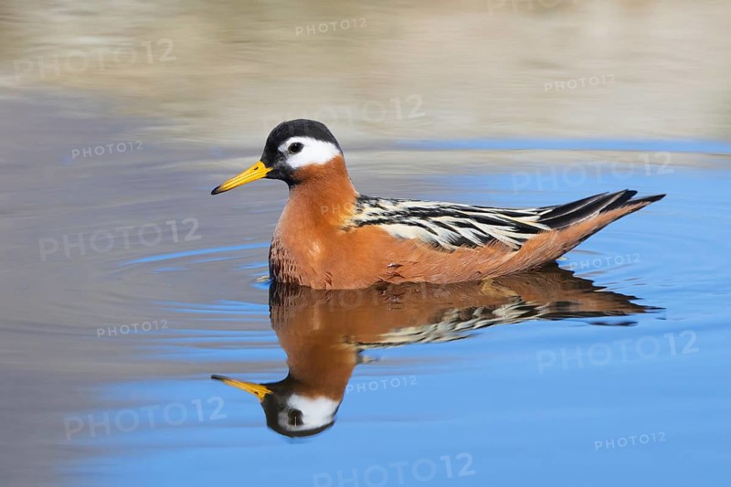 Red phalarope, grey phalarope (Phalaropus fulicarius, Tringa fulicaria) female in breeding plumage swimming in pond in spring, Svalbard, Norway, Europe