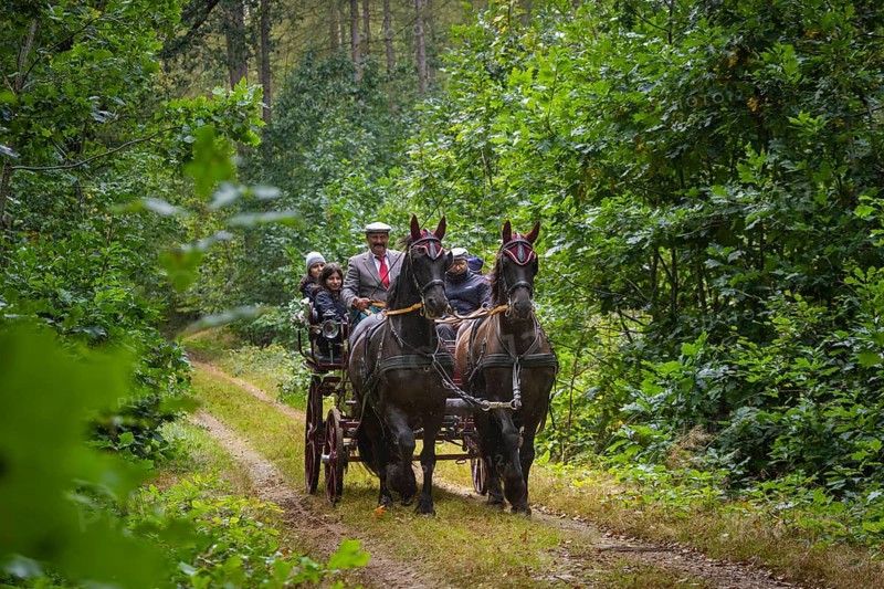 Presentation and route ride, all carriages in stylish tension, popular sporting event over approx. 30 km. An event organised by Reit- und Fahrverein Moritzburg e.V., 29th Moritzburger Teichrundfahrt, Moritzburg, Saxony, Germany, Europe