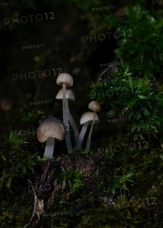 Fungi measuring just a few millimetres grow on a tree trunk covered with moss, macro photograph, Germany, Europe