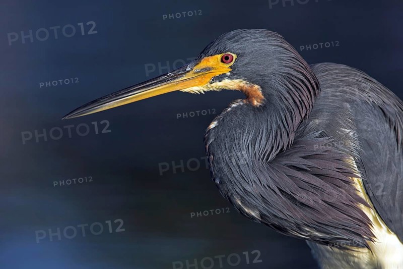 Tricolored heron (Egretta tricolor), foraging, Little Estero Lagoon, Sanibel Island, Florida, USA, North America