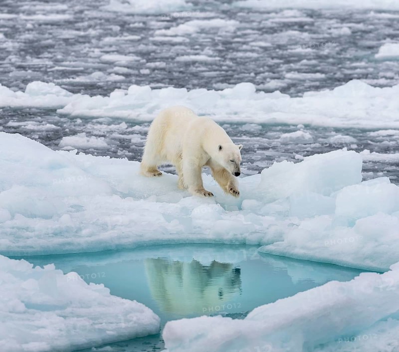 Polar bear (Ursus maritimus) on the pack ice at 82 degrees north reflected in the water, Svalbard Island, Svalbard archipelago, Svalbard and Jan Mayen, Norway, Europe
