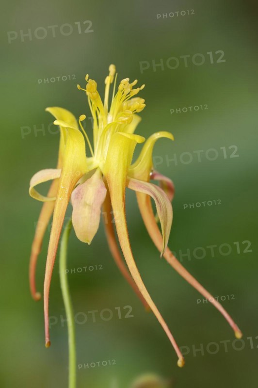 Columbine 'Tequila Sunrise' (Aquilegia skinneri), flower, native to Central America, ornamental plant, North Rhine-Westphalia, Germany, Europe