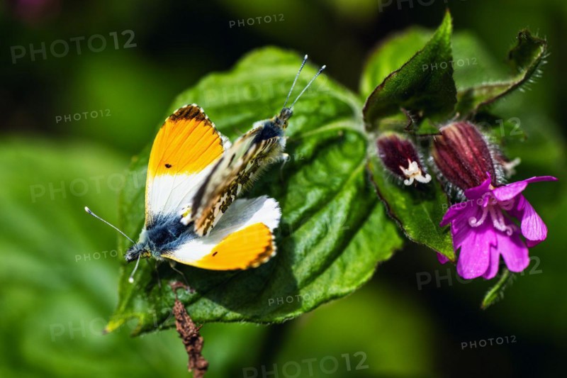 Pair of Orange-tip, Orange Tip, Anthocharis cardamines, butterflies during copulation