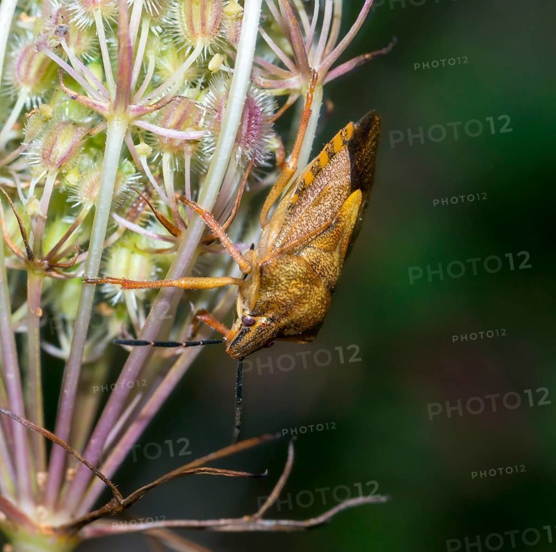 Tree bug species Carpocoris pudicus on fruit stand with prickly fruits, wild carrot (Daucus carotaeiner), close-up, macro photo, Lower Saxony, Germany, Europe