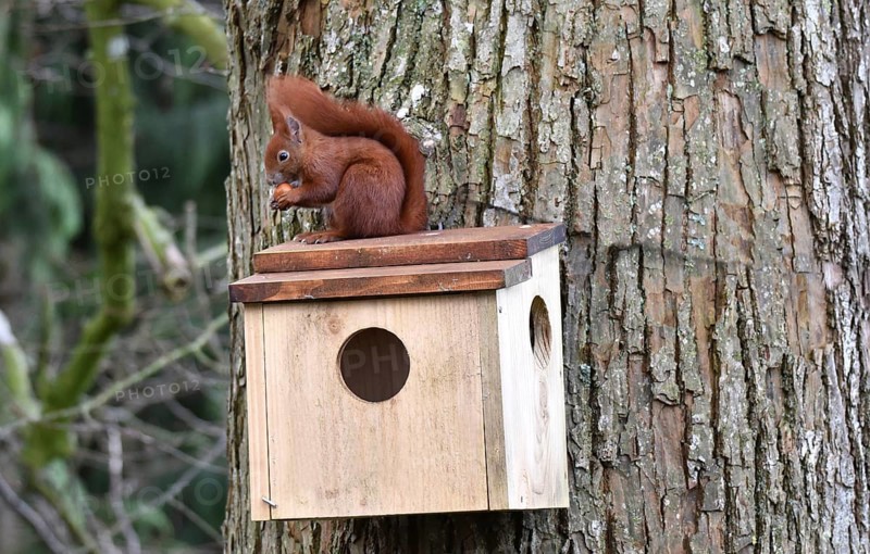 Squirrel (Sciurus) sits on sleeping house with a hazelnut on a lime tree and eats