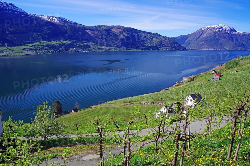 Vast landscape with fjord, green hills and snow-capped mountains under a blue sky, spring, fruit-growing area, Hardangerfjord, Fylke Vestland, Norway, Europe