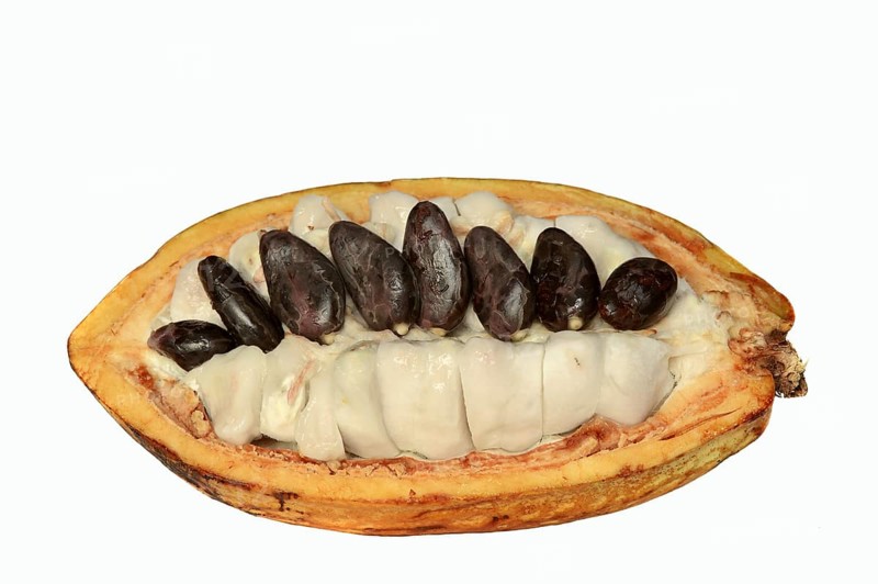 Cocoa tree (Theobroma cacao), halved cocoa fruit with pulp and cocoa beans
