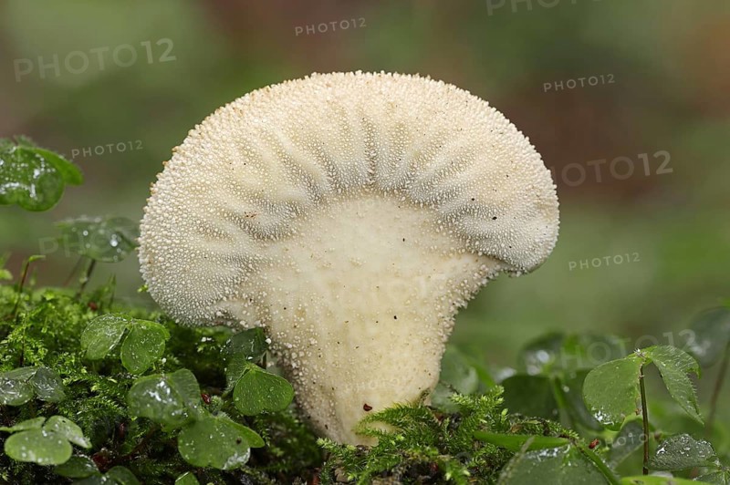 Bottle russula (Lycoperdon perlatum, Lycoperdon gemmatum), North Rhine-Westphalia, Germany, Europe
