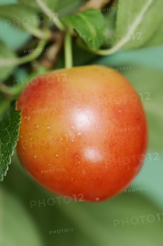 Myrobolane (Prunus cerasifera), fruit on the tree, North Rhine-Westphalia, Germany, Europe
