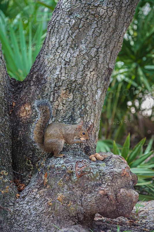 Grey squirrel perched on a tree stump eating peanuts