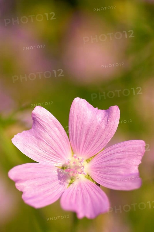 Musk mallow (Malva moschata), close-up, in a sunny meadow in summer, Spessart, Bavaria, Germany, Europe