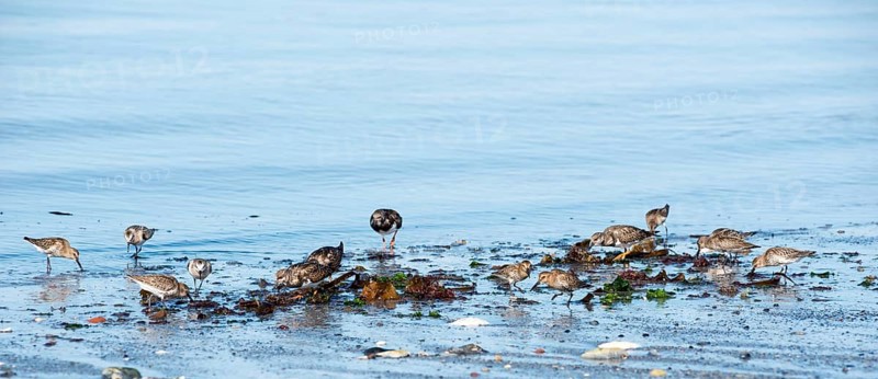 Dunlin (Calidris alpina), ruddy turnstone (Arenaria interpres) and sanderlings (Calidris alba), limicoles, birds foraging at the edge of the river, shore, beach, sandy beach, calm water with gentle waves Helgoland, Insel Düne, North Sea, Schleswig-Holstein, Germany, Europe