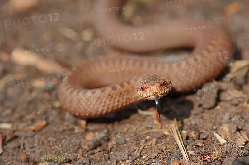 Common european viper (Vipera berus), young animal lambing, North Rhine-Westphalia, Germany, Europe
