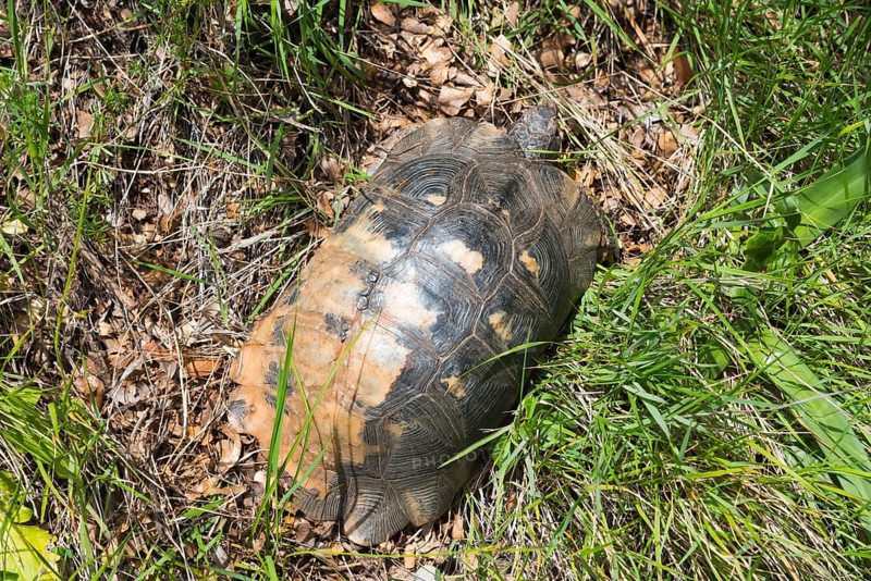 A tortoise with a strikingly patterned shell hidden in the green grass, hermann's tortoise (Testudo hermanni), Peloponnese, GreeceA tortoise with a strikingly patterned shell hidden in the green grass