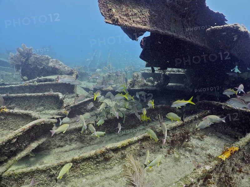 Wreck of the Benwood with fish swimming around. Dive site John Pennekamp Coral Reef State Park, Key Largo, Florida Keys, Florida, USA, North America