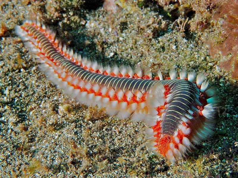 A firebristle worm (Hermodice carunculata) with red and white bristles on the seabed. Dive site El Cabron marine reserve, Arinaga, Gran Canaria, Spain, Atlantic Ocean, Europe