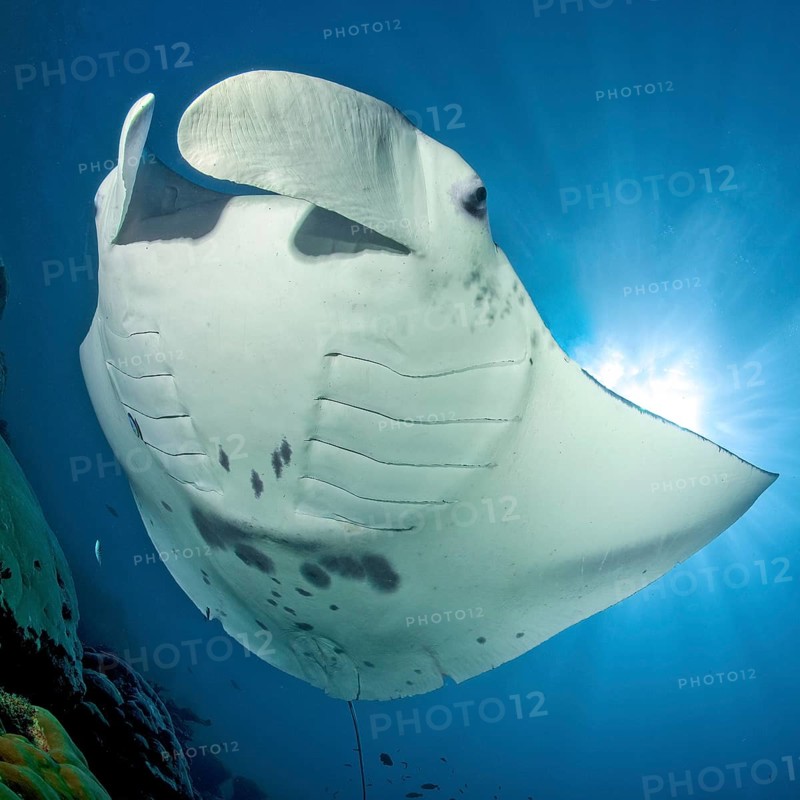 Underwater photo of reef manta ray (Manta alfredi) Manta, devil ray, winged ray, plankton eater, hovering over cleaning station in coral reef, Pacific, Indo-Pacific, Yap Island, Yap State, Caroline Islands, FSM, Federated States of Micronesia, Australia, Oceania