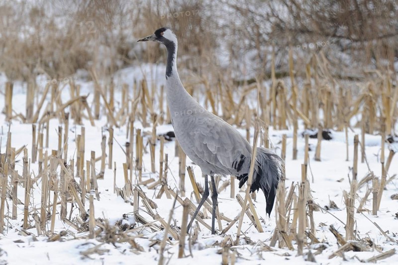 Crane (grus grus) resting on its southbound migration while foraging in a harvested maize field in light snow, North Rhine-Westphalia, Germany, Europe