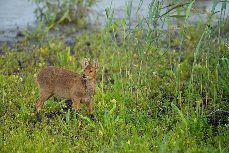 Chinese water deer (Hydropotes inermis) adult animal in a reedbed, England, United Kingdom, Europe