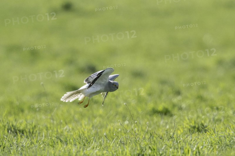 Hen harrier (Circus cyaneus), Emsland, Lower Saxony, Germany, Europe