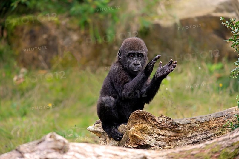 Western gorilla (Gorilla gorilla), young animal, clapping its hands