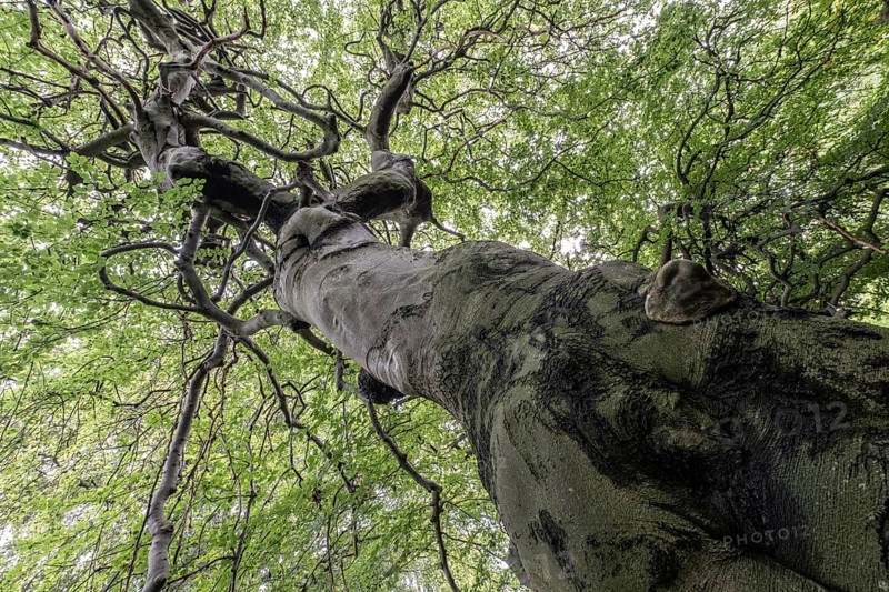 Süntelbuche (Fagus sylvatica suenteliensis), Berggarten Hannover, Lower Saxony, Germany, Europe