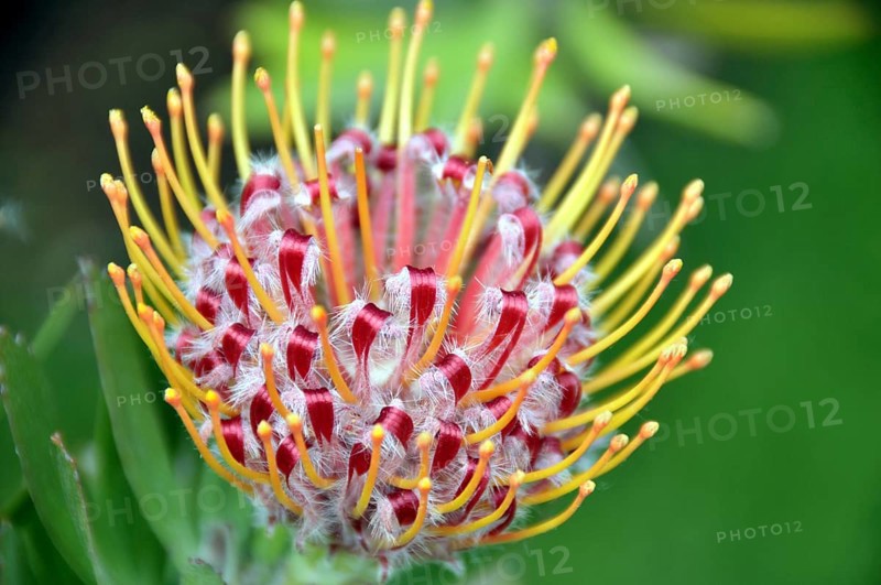 Gardener's tea, Leucospermum, South Africa, Africa