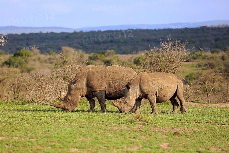 White rhino, white rhino (Ceratotherium simum), adult female feeding with young, foraging, two animals, Hluhluwe Umfolozi National Park, Hluhluwe iMfolozi National Park, KwaZulu Natal, South Africa, Africa