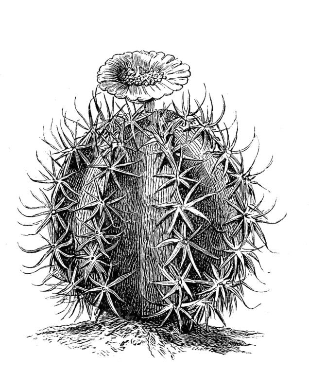 Cactus, Echinocactus horizonthalonius, Illustration from 1890, Historical, digital reproduction of an original from the 19th century