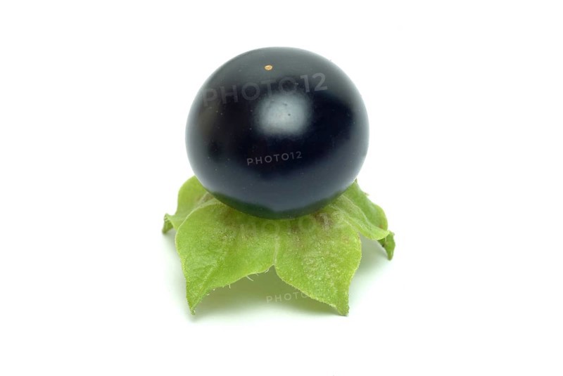 Food, fruit, black Jaltomata, Jaltomata procumbens is a plant species from the genus Jaltomata in the nightshade family
