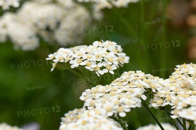 White flowers of common yarrow (Achillea millefolium) in the green, Ternitz, Lower Austria, Austria, Europe