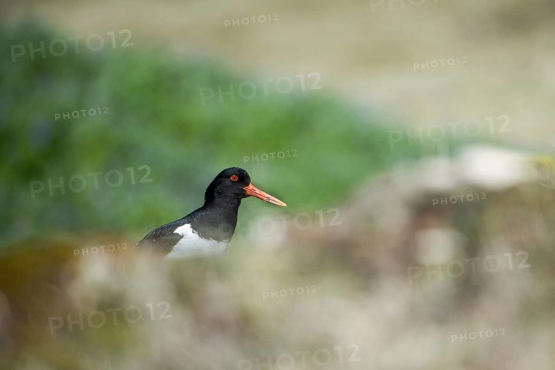 Oystercatcher (Haematopus ostralegus), Reykjanes, Iceland, Europe