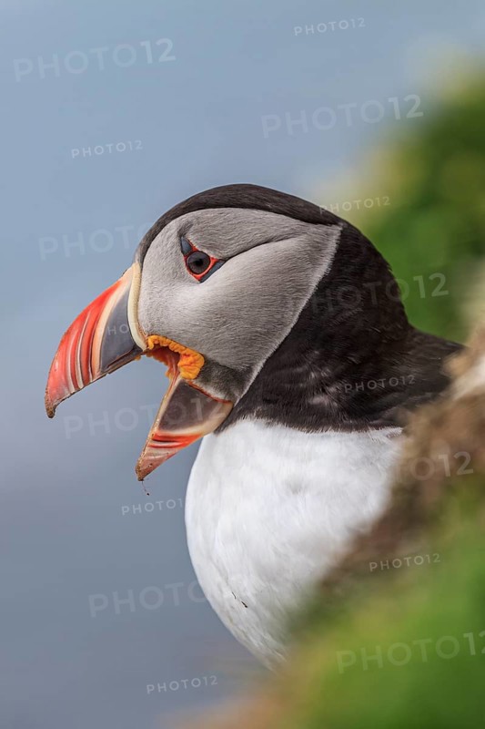 Puffin (Fratercula arctica) sitting on a cliff by the sea, portrait, summer, Latrabjarg, Westfjords, Iceland, Europe