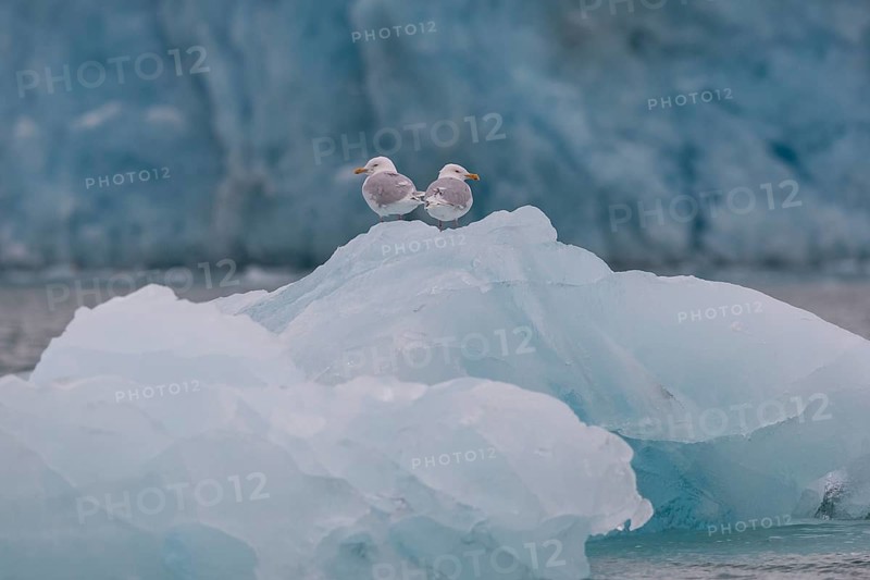 Glaucous gulls (Larus hyperboreus) on an iceberg, in the background edge of Monacobreen, Liefdefjord, Woodfjord area, Spitsbergen Island, Svalbard and Jan Mayen archipelago, Norway, Europe
