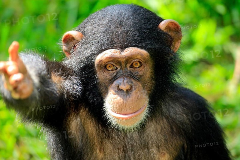 Chimpanzee (Pan troglodytes troglodytes), young animal, portrait