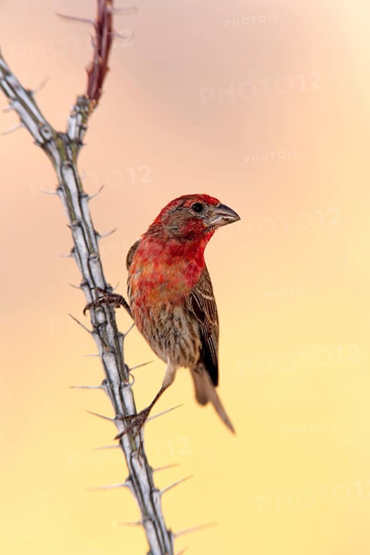 House Finch (Haemorhous mexicanus), adult, male, Ocotillo, cactus, Sonoran Desert, Arizona, USA, North America