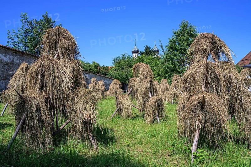 Traditional hay harvest, hay, sunny, Benediktbeuern Monastery, Bavaria, Germany, Europe