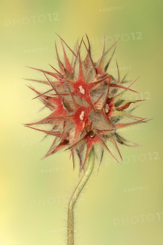 Starry clover (Trifolium stellatum), flower, Provence, southern France