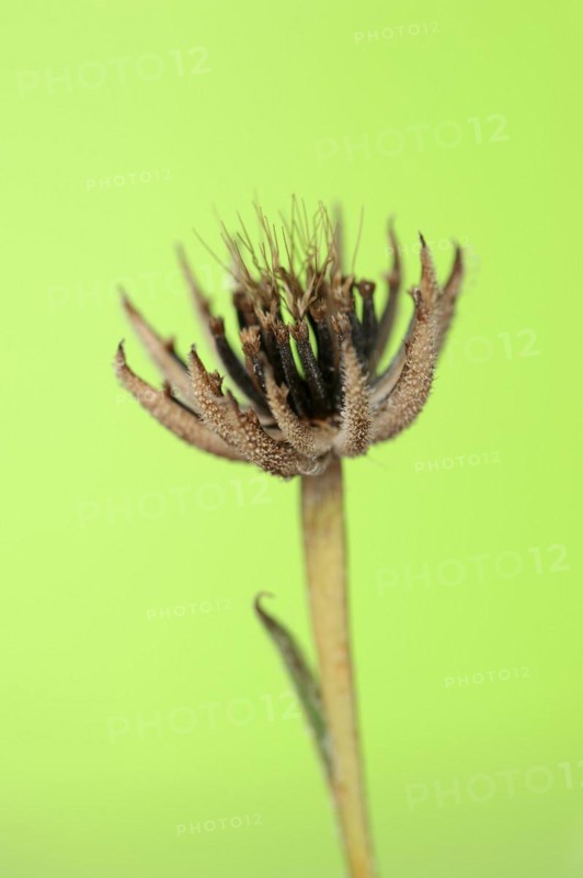 Cretaceous ragwort (Hedypnois rhagadioloides, Hedypnois cretica), fruit stand, Camargue, Provence, southern France