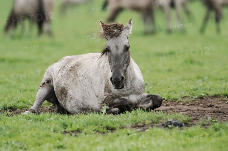 Dülmener Wildpferd, Merfelder Bruch, Dülmen, North Rhine-Westphalia, Germany, Europe