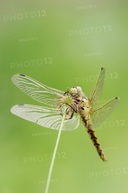 Black-tailed skimmer (Orthetrum cancellatum), female, North Rhine-Westphalia, Germany, Europe