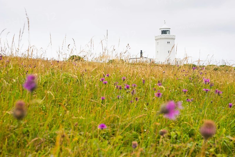 A white lighthouse towers over a flowery meadow, South Foreland Lighthouse, White cliffs of Dover, Kent, England, Great Britain