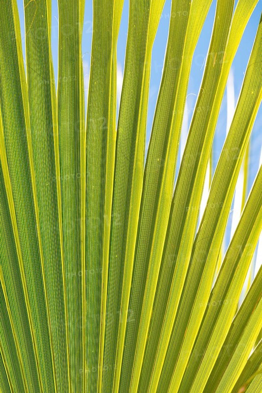 Sunlit palm leaf with shadow play of the leaf veins, cloudless blue sky in the background, close-up shows the texture and green colour gradient, close-up, backlight, Peguera or Paguera, municipality of Calvià, Serra de Tramuntana, south coast, Majorca, Spain, Europe