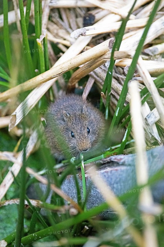 Cuy or guinea pigs (Caviidae) among rushes and stoh on Lake Titicaca, Puno Province, Peru, South America