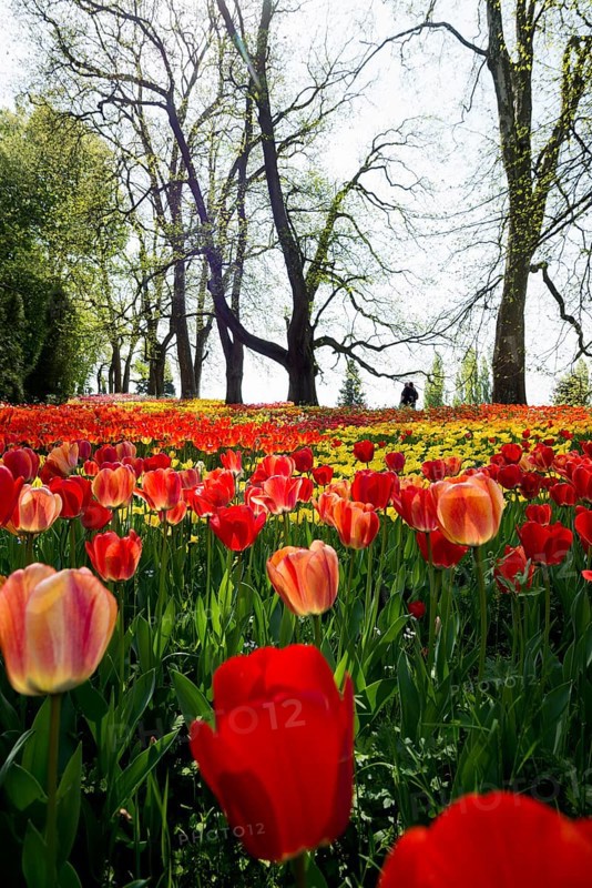 Park and flower meadow with colourful tulips, Mainau Island, Lake Constance, Baden-Württemberg, Germany, Europe