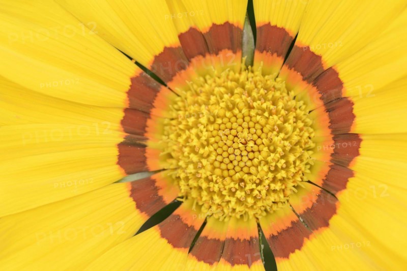 Gazania or Mittagsgold (Gazania hybride), flower detail, ornamental plant, North Rhine-Westphalia, Germany, Europe