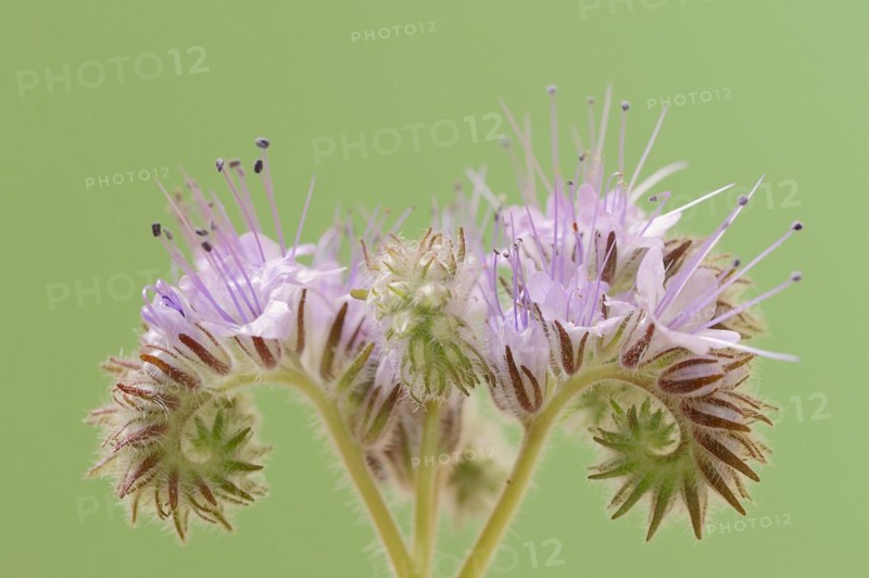 Tansy Phacelia (Phacelia tanacetifolia), flower, North Rhine-Westphalia, Germany, Europe