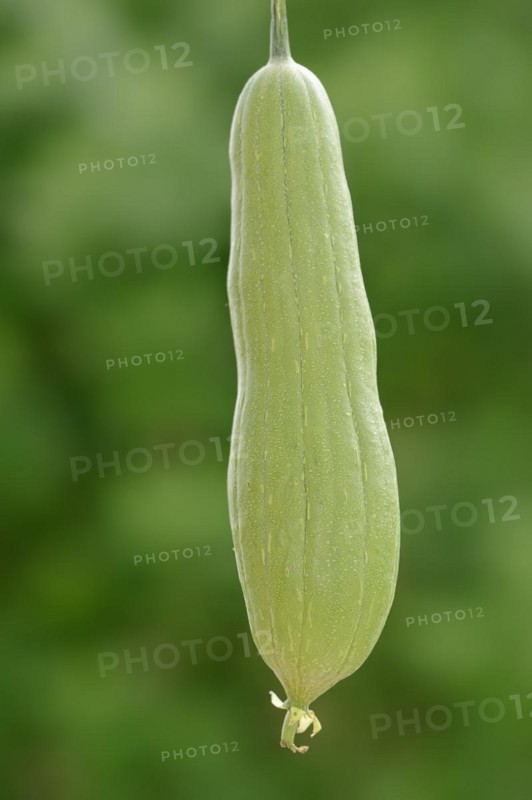 Sponge cucumber (Luffa aegyptiaca, Luffa cylindrica), fruit, useful plant
