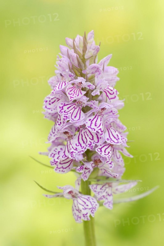 Moorland spotted orchid (Dactylorhiza maculata), North Rhine-Westphalia, Germany, Europe