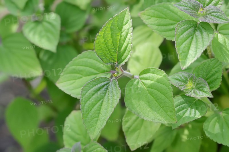 Honeydew melon sage or pineapple sage (Salvia elegans), leaves, ornamental plant, North Rhine-Westphalia, Germany, Europe